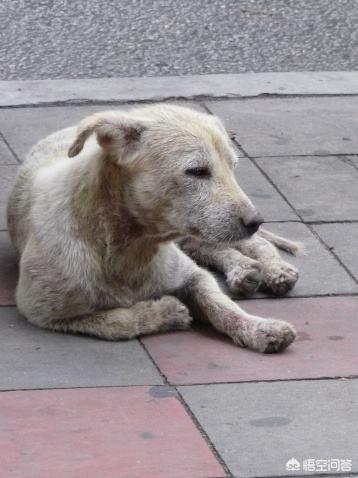 搜狗流浪犬:流浪狗是怎么产生的？有什么办法可以避免流浪狗产生？