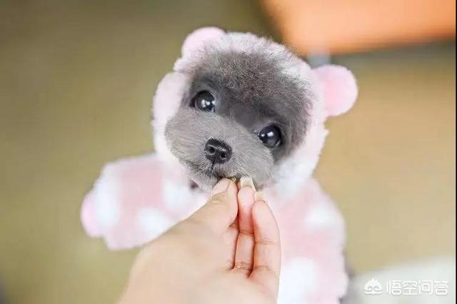 人和狗分开之后，狗狗还会记得以前的主人吗？插图53