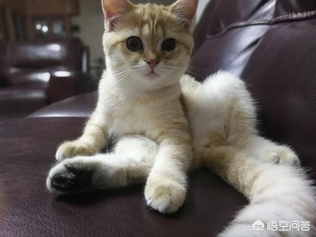 猫咪打针视频:猫咪打完疫苗会有疫苗本吗？还有哪些需要注意的？