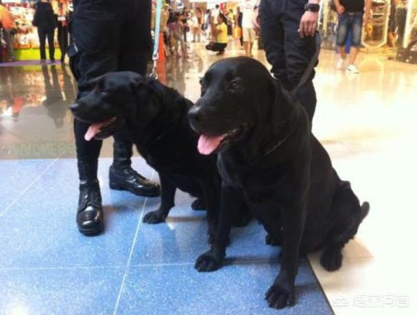 警犬来了:警犬来了剧情介绍 我们常见的警犬是哪些狗狗？