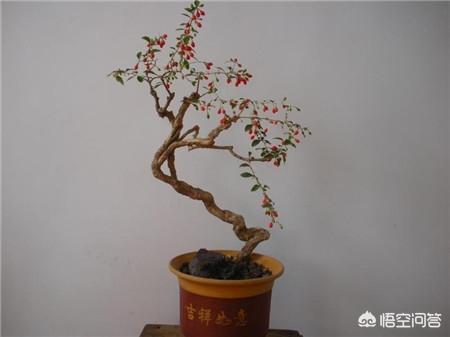 枸杞树图片:枸杞树怎么移植？多长树龄的枸杞树移植最好？