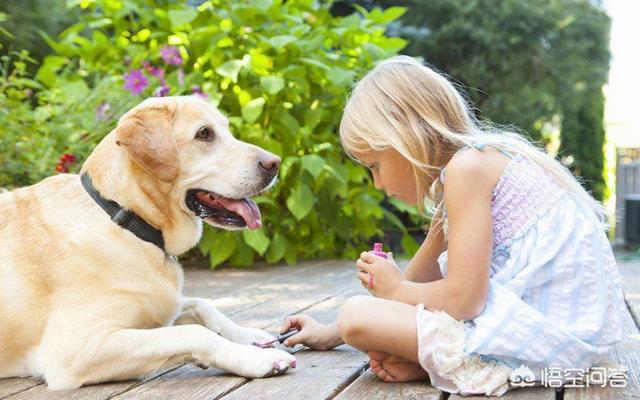 圣伯纳德犬图片:家里有儿童，适合养哪几种狗？