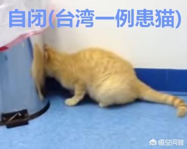 人猫狂犬病症状图片:猫得狂犬病的初期症状是什么？
