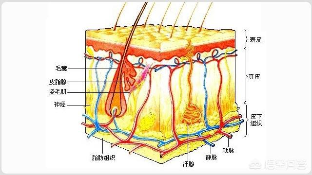 长了脂肪粒怎么办？