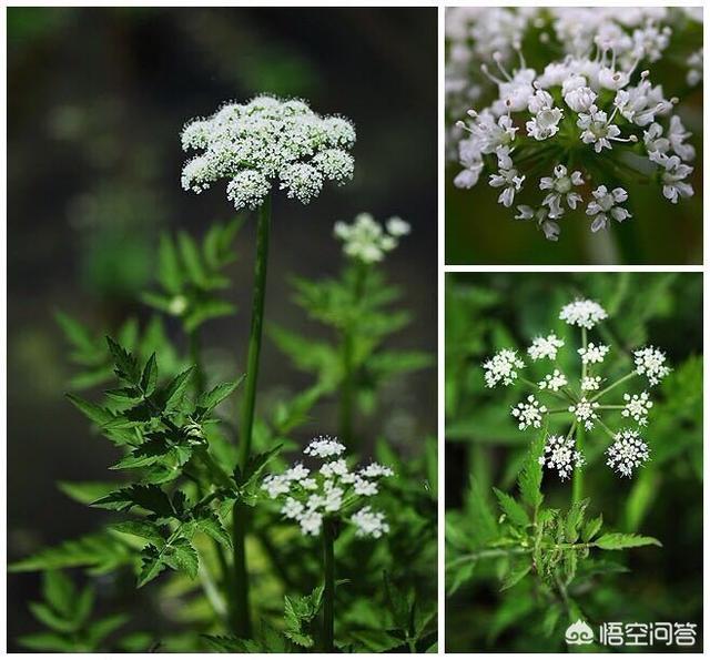 (水芹与毒芹从外观上怎么区别?)_经验妙招5_经验妙招_小高教学网