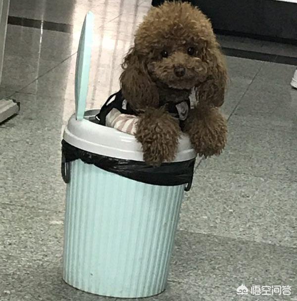 药物改造调教女犬:狗狗脾气不好，该怎么调教？