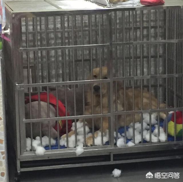 调教女犬:金毛在幼龄期怎么调教？怎么教它一些动作或者让它学习一些东西？