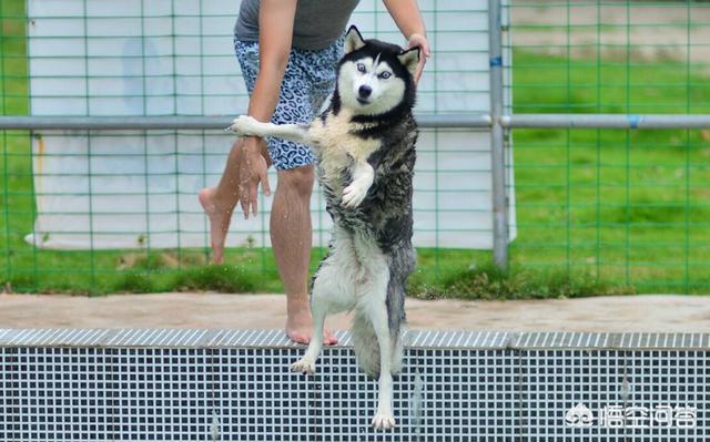 可卡犬图片:养一只丢人的狗是什么体验？