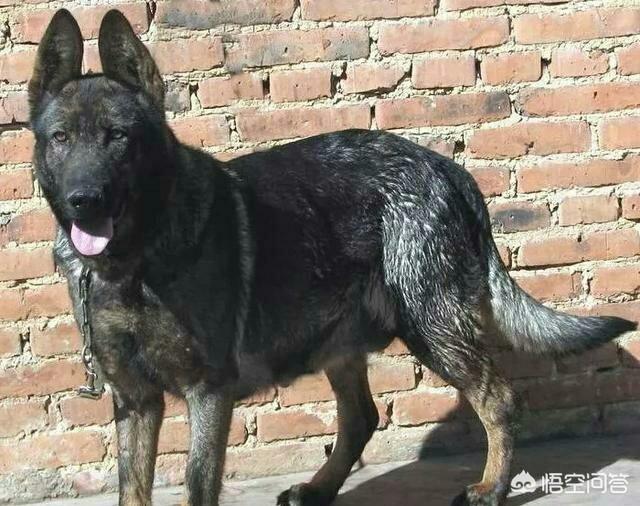 昆明犬图片:我国的昆明犬分为几个系别，为什么？