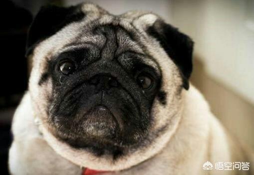 成年八哥犬:买成年巴哥犬好不?多少钱一只？ 成年八哥犬正常体重