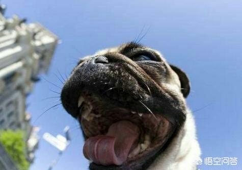 成年八哥犬:买成年巴哥犬好不?多少钱一只？ 成年八哥犬正常体重
