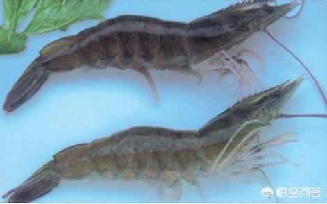 贝蒂寄生虫怎么办:基围虾有寄生虫，该怎么办？