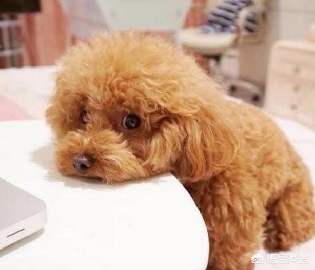 小鱼吃吃:泰迪犬除了吃狗粮，还能吃哪些食物？