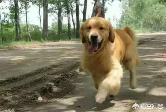 金毛犬有什么缺点？插图44