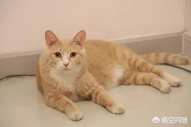 猫用了博来恩一直挠:喷了猫癣药猫会痒吗，猫喷了猫癣药老是抓挠怎么办？