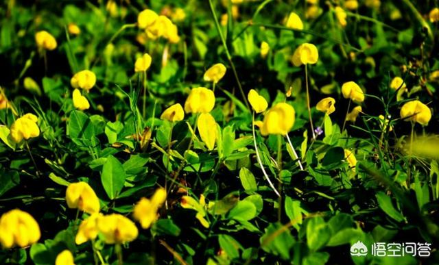 头条问答 - 花生在开花期间能不能浇水?如果浇水会对花生有哪些影响?