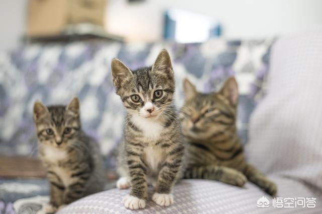 养纯种猫和非纯种猫的优缺点:养土猫比较好还是纯种猫比较好 为什么部分养品种猫的人会排斥养土猫的？