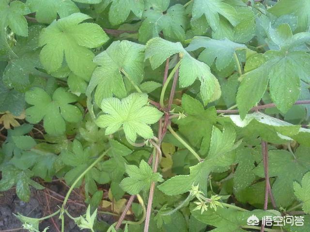 青海壮阳植物有哪些，杜仲雄花真的有补肾的作用吗？