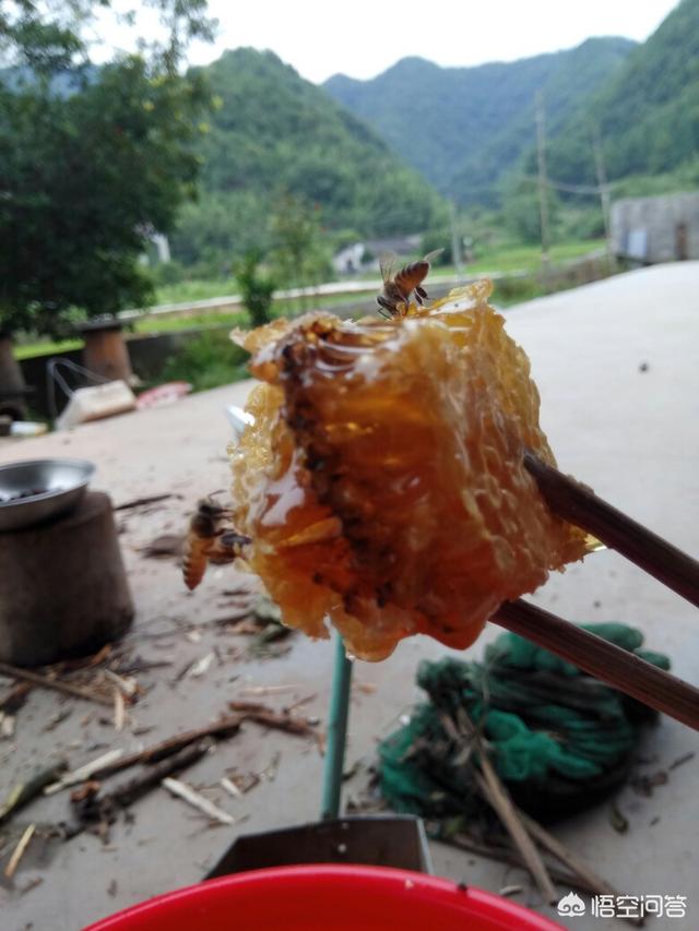 蜂蜜<a href=https://maguai.com/list/256-0-0.html target=_blank class=infotextkey><a href=https://maguai.com/list/256-0-0.html target=_blank class=infotextkey>朋友圈</a></a>:什么样的蜂蜜才是真的纯蜂蜜，如何鉴别？