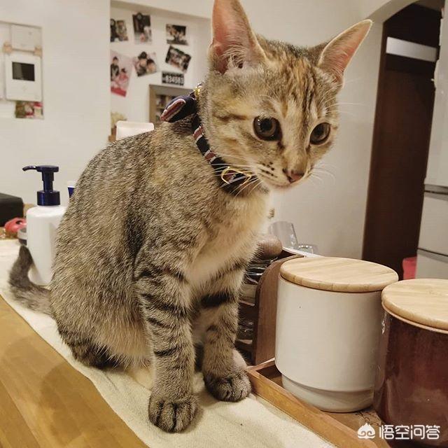 猫咪不乖by:猫咪不使用猫砂，随地大小便怎么办？