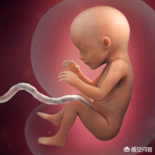 怀孕17周子宫位置图图片