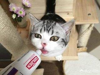 湿疹 皮特芬:家里面的猫得了皮肤病，该怎么办？