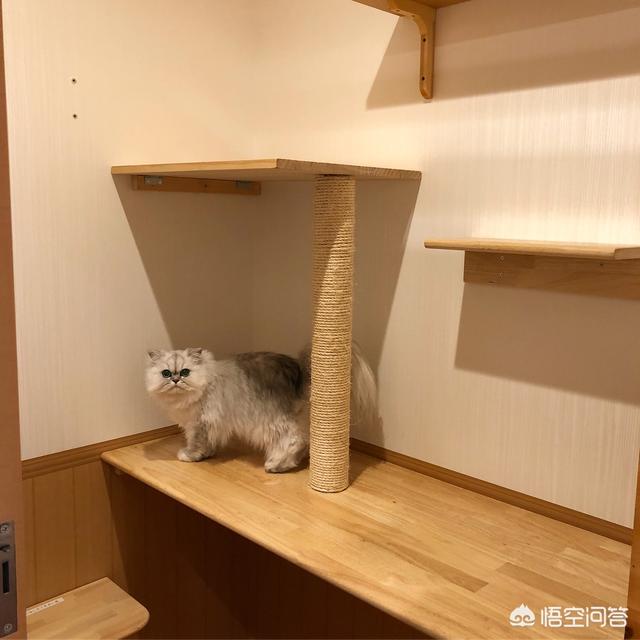 meow mix咪咪乐猫粮:猫粮是皇家还是冠能好呀？大家有没有什么好的宠物食品推荐？