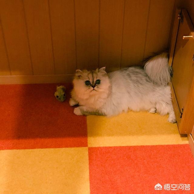 meow mix咪咪乐猫粮:猫粮是皇家还是冠能好呀？大家有没有什么好的宠物食品推荐？