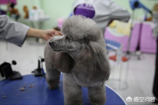 请问哪个宠物美容师培训学校比较好啊:国内哪些宠物美容学校专业性比较强？