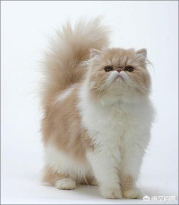 宠物猫的种类:不同品种的猫智商和性格有差距吗？