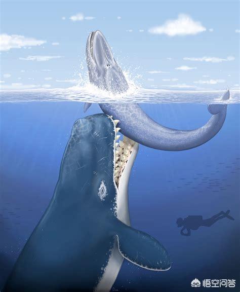 巨齿鲨vs食人鱼图片:巨齿鲨有天敌吗?都有哪些天敌？