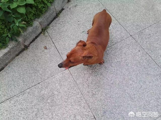 喂狗粮:#萌星人成长记#猫咪可以吃狗粮吗？