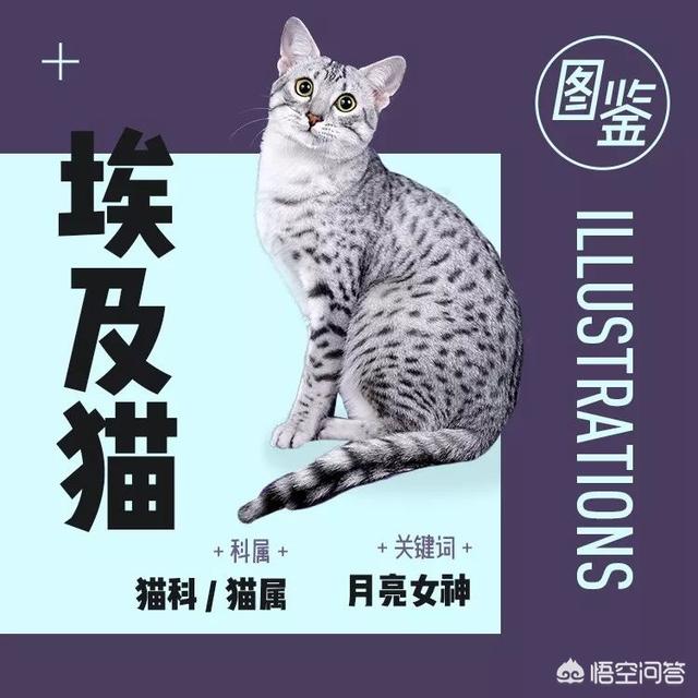 国美狗图片:天猫为什么是猫，而京东为什么会选择狗作为logo呢？ 国美狗图片价钱