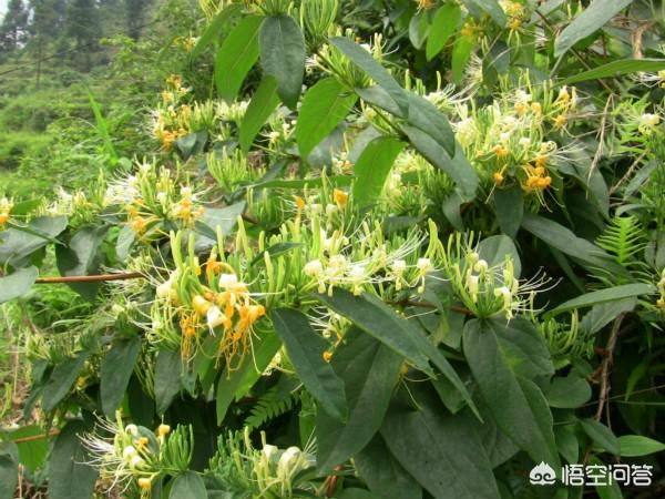 种植药材还有水果怎么样？现在农业这方面的生意好做吗？