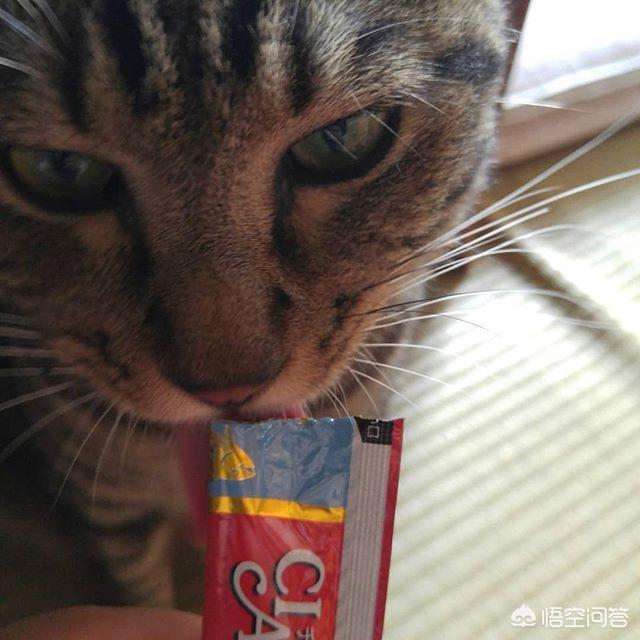 给猫咪减肥:如何避免给猫做绝育后，猫会恨主人的问题？