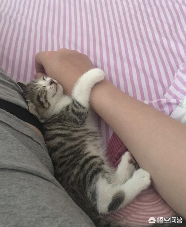 贪睡母女猫走红 图:猫咪喜欢和人睡觉吗？为什么？