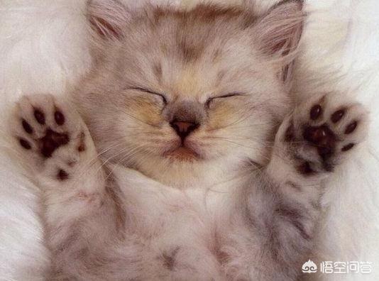 小萌猫红小胖:你的猫咪是怎样陪伴你的？