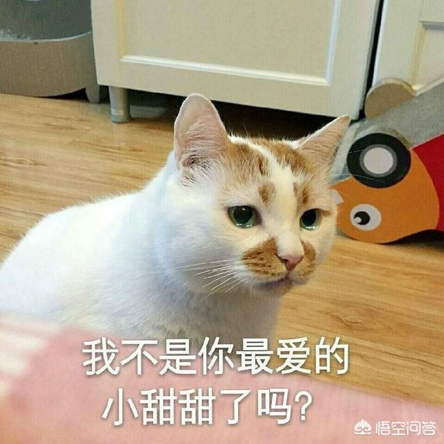 小萌猫红小胖:你的猫咪是怎样陪伴你的？