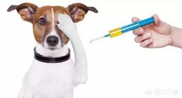 犬瘟热早期表现为:狗狗得了狂犬病症状和狗瘟症状有什么区别，如何区分？ 犬瘟热炎症一直没有减轻