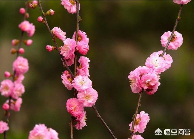 头条问答 花卉繁殖方法有哪些 花卉网的回答 0赞