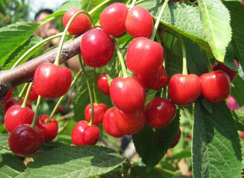 樱桃可以在我国南方种植吗?种植过程中需要注意哪些问题?