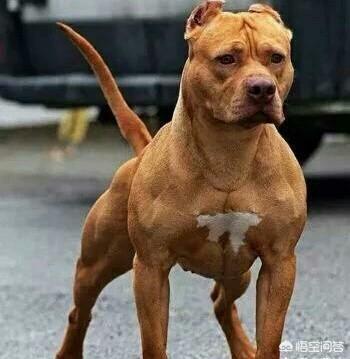 美国斗牛犬与藏獒:全球有哪些狗打得过藏獒？为什么？