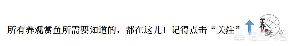 木盆养鱼知识:带颜色的塑料桶可以困水养鱼吗？ 木盆养鱼的注意事项求回答