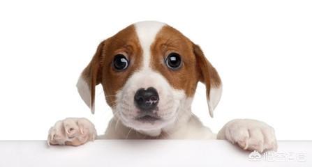 金毛犬吧:饲养金毛犬，一定要了解那些事？ 金毛犬价格