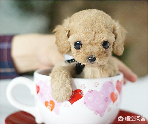 金毛犬吧:饲养金毛犬，一定要了解那些事？ 金毛犬价格