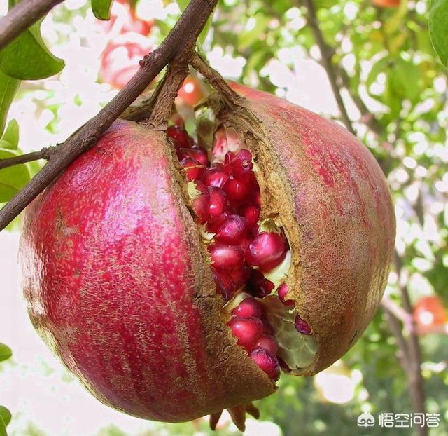 秋天吃石榴有什么好处？哪些人千万不能吃石榴？