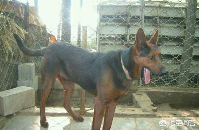 看门犬什么最好:有没有什么温和善良忠诚同时又可以看家的狗？