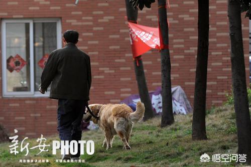 地震搜救犬全部处死:合肥高新区开展大型犬、烈性犬集中整治行动，对此你怎么看？