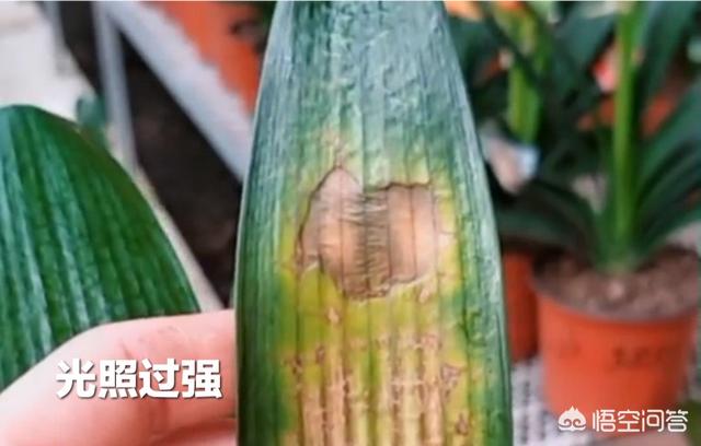 花叶艳山姜叶枯病:君子兰叶子黄是怎么回事？