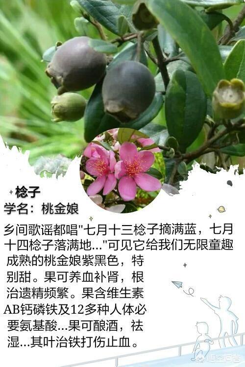 头条问答 - 桃金娘酒有什么功效?